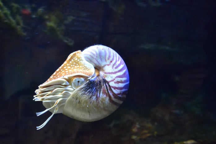 aquariums for hire
